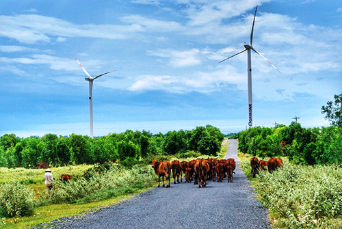 Cánh đồng cối xay gió tại Tuy Phong, Bình Thuận, giáp ranh Ninh Thuận, vùng biển sâu nhất và được đánh giá là nơi mực ngon nhất Việt Nam. Những turbine khổng lồ này được xây dựng với chứng năng đón gió, chuyển hóa thành nguồn năng lượng điện quý giá